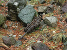 photo thumbnail #8