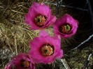 photo thumbnail #8