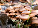 photo thumbnail #8