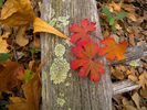 photo thumbnail #2