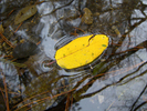 photo thumbnail #13