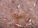 Featured Detail Photo