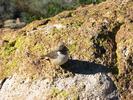 photo thumbnail #15