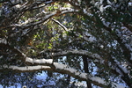 photo thumbnail #13