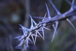 photo thumbnail #5