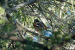 photo thumbnail #5