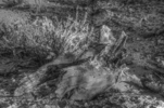 photo thumbnail #1