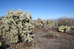 photo thumbnail #3