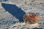 photo thumbnail #11