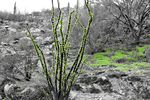 photo thumbnail #4