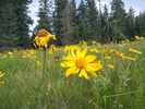 photo thumbnail #11
