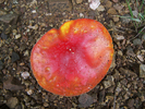 photo thumbnail #5
