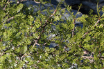 Featured Detail Photo