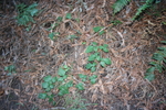 photo thumbnail #14