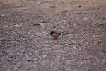 photo thumbnail #6