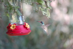 photo thumbnail #9