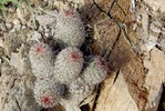 photo thumbnail #5