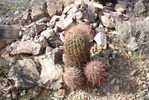 photo thumbnail #8