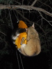 photo thumbnail #11