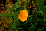 recent photo