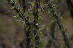 photo thumbnail #9