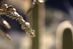 Featured Detail Photo