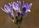Featured Detail Photo