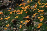 photo thumbnail #7
