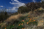 photo thumbnail #11