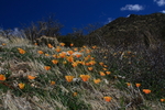 photo thumbnail #12