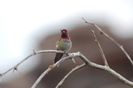 photo thumbnail #4