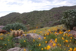 photo thumbnail #5