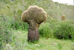 photo thumbnail #5