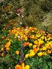 photo thumbnail #15