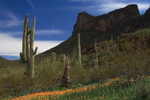 photo thumbnail #9
