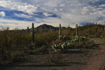 photo thumbnail #1