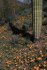 photo thumbnail #10