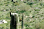 photo thumbnail #1