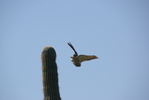 photo thumbnail #12