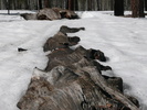 photo thumbnail #5