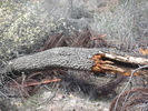 photo thumbnail #5