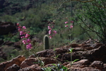 photo thumbnail #12