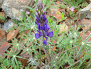photo thumbnail #15