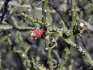 photo thumbnail #7
