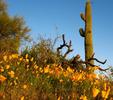 photo thumbnail #8