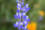 photo thumbnail #12