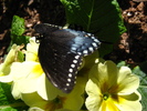 photo thumbnail #8