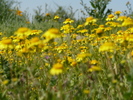 photo thumbnail #12