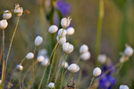 photo thumbnail #14