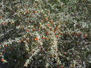 photo thumbnail #13